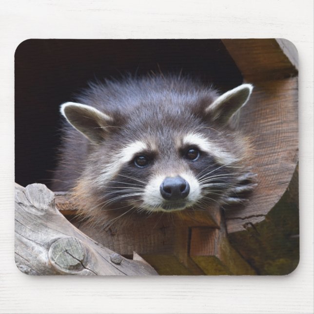 Tapis De Souris Cute Raccoon (Devant)