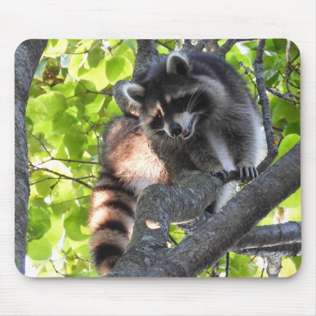 Tapis De Souris Cute Raccoon dans un arbre (Devant)