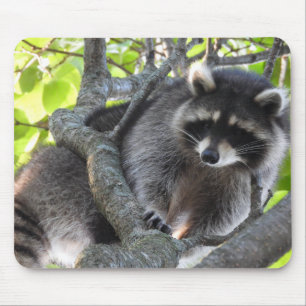 Tapis De Souris Cute Raccoon dans un arbre