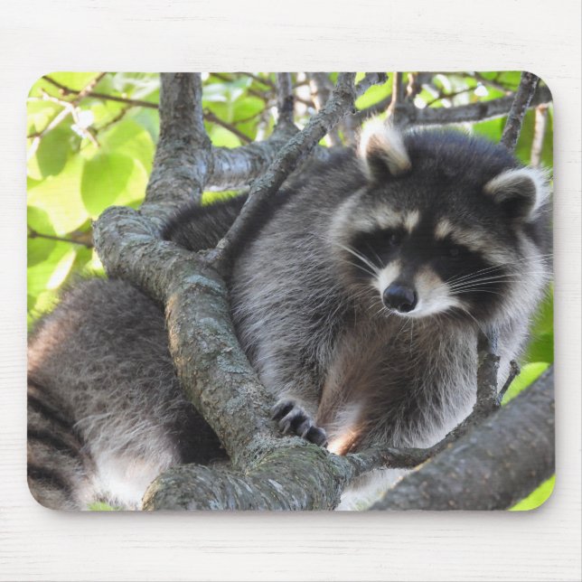 Tapis De Souris Cute Raccoon dans un arbre (Devant)