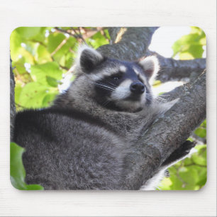 Tapis De Souris Cute Raccoon dans un arbre gros plan
