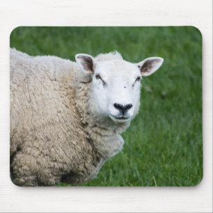 Tapis De Souris Cute Sheep