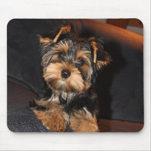 Tapis De Souris Cute Yorkshire Terrier Puppy