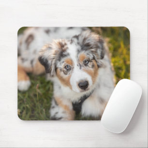 Tapis De Souris Cutest Baby Animals Australian Shepherd Puppy