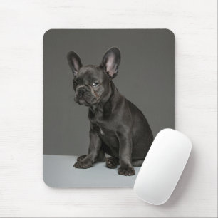 Tapis De Souris Cutest Baby Animals   Blue French Bulldog Puppy