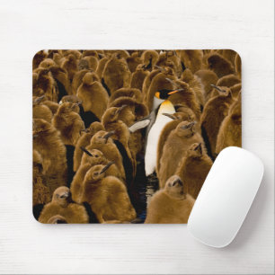 Tapis De Souris Cutest Baby Animals   Penguin Among Youngsters