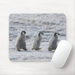 Tapis De Souris Cutest Baby Animals   Three Emperor Penguin Chicks