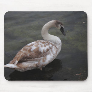 Tapis De Souris Cygne de bébé