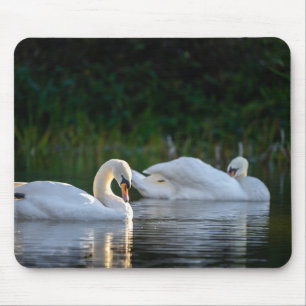 Tapis De Souris cygne, oiseau, lac