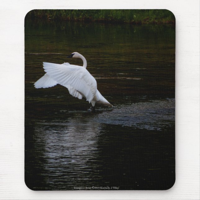 Tapis De Souris Cygne trompette (Devant)