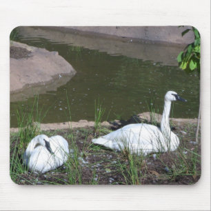 Tapis De Souris Cygnes