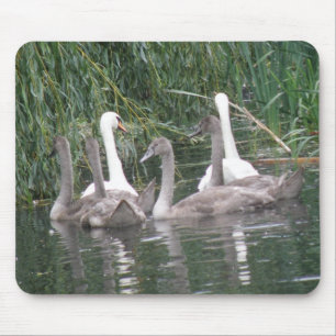 Tapis De Souris Cygnes et Cygnets Mousepad