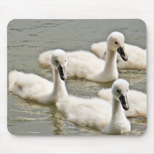 Tapis De Souris Cygnets de cygne nager (Devant)