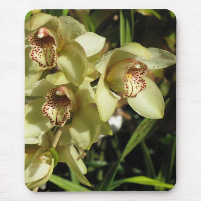 Tapis De Souris Cymbidium Orchidées mousepad (Devant)