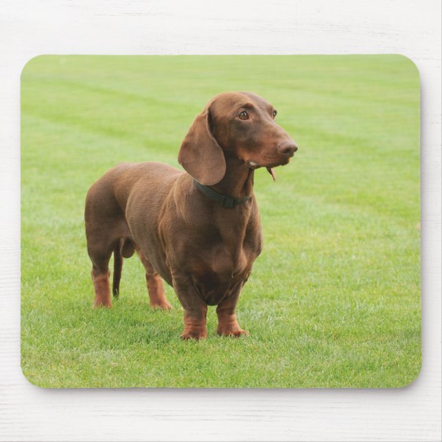 Tapis De Souris Dachshund (Devant)