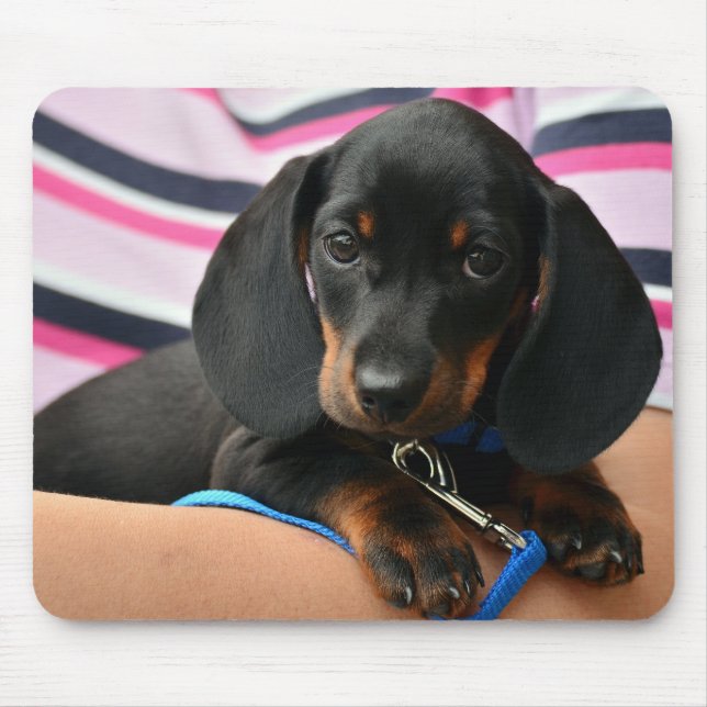 Tapis De Souris dachshund, chiot, animal de compagnie (Devant)