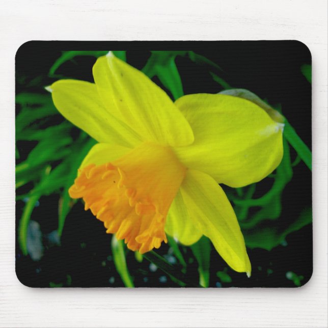 Tapis De Souris Daffodique jaune orange Mousepad (Devant)