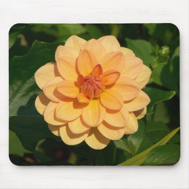 Tapis De Souris Dahlia 'David Howard' (Devant)