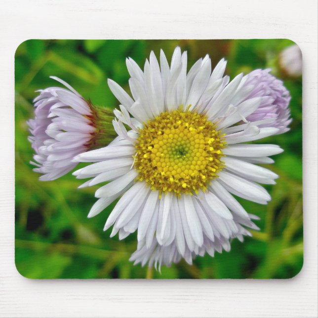 Tapis De Souris Daisy Fleabane Fleur sauvage Mousepad (Devant)