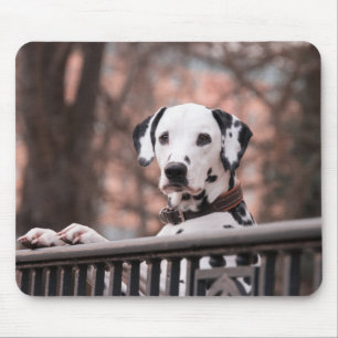 Tapis De Souris Dalmatien, chiot, animal domestique
