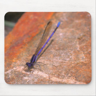 Tapis De Souris Damselfly Dragonfly Nature