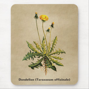 Tapis De Souris Dandelion Sur Vieux Papier