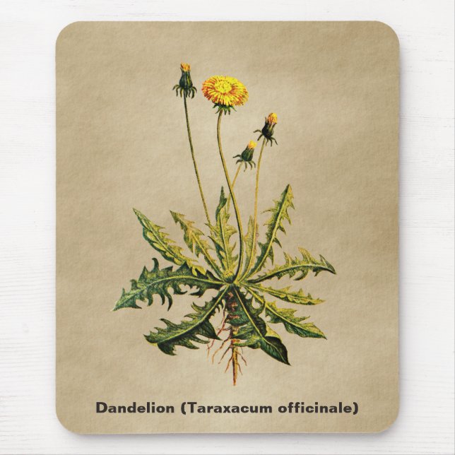 Tapis De Souris Dandelion Sur Vieux Papier (Devant)