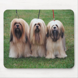 Tapis de souris d'apso de Lhasa