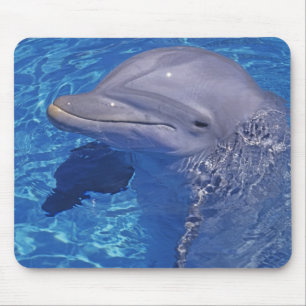 Tapis De Souris Dauphin à gros nez, Tursiops Truncatus