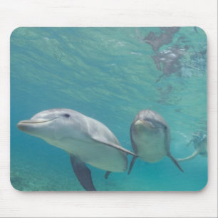 Tapis De Souris Dauphins à gros nez Tursiops truncatus