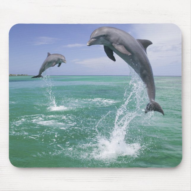 Tapis De Souris Dauphins à gros nez Tursiops truncatus (Devant)