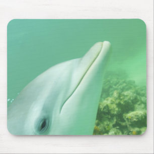 Tapis De Souris Dauphins à gros nez Tursiops truncatus
