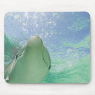 Tapis De Souris Dauphins à gros nez Tursiops truncatus)