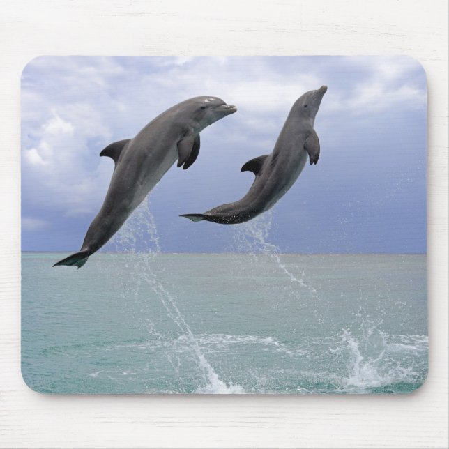 Tapis De Souris Dauphins | Delfin (Tuemmler plus brut) (Devant)