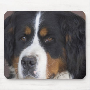 Tapis de souris de Berner Sennenhund