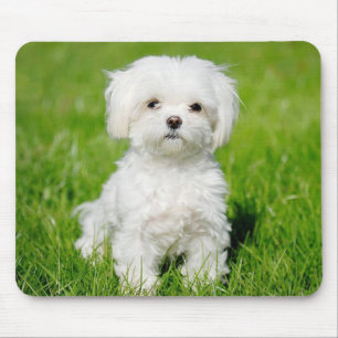 Tapis de souris de chiot Maltais blanc adoré