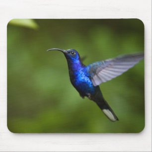 TAPIS DE SOURIS DE COLIBRI