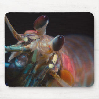 Tapis de souris de crevette de mante