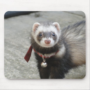 tapis de souris de furet