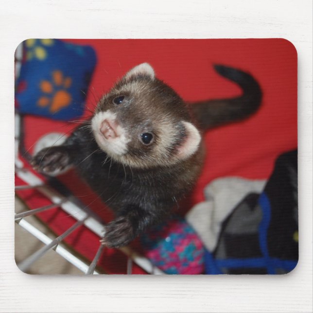 Tapis de souris de furet (Devant)