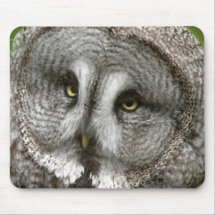 Tapis de souris de hibou de grand gris
