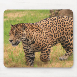 Tapis de souris de Jaguar