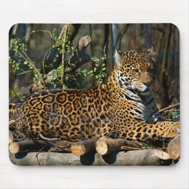 Tapis de souris de Jaguar de Panthera (Devant)