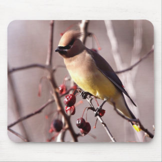 Tapis de souris de jaseur de cèdre