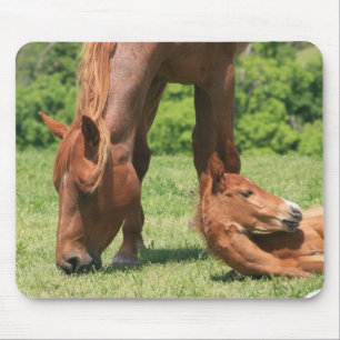 Tapis de souris de jument et de colt