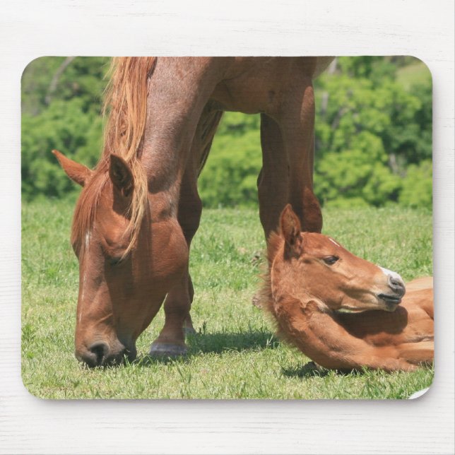 Tapis de souris de jument et de colt (Devant)