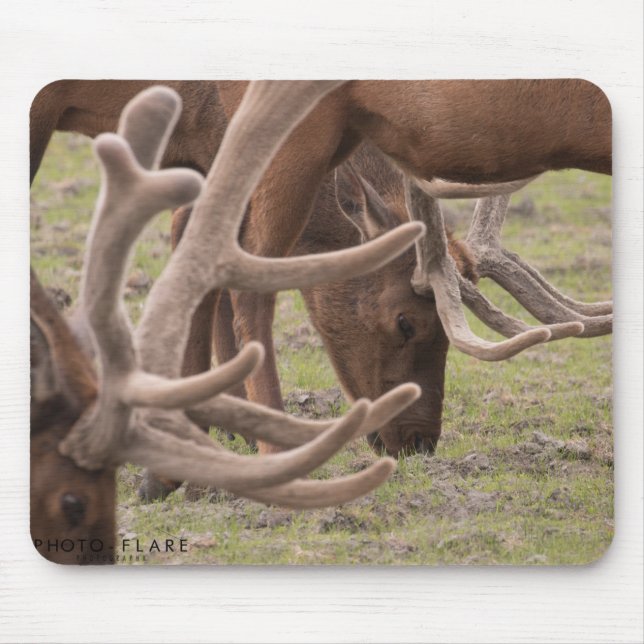 Tapis de souris de l'Alaska (Devant)