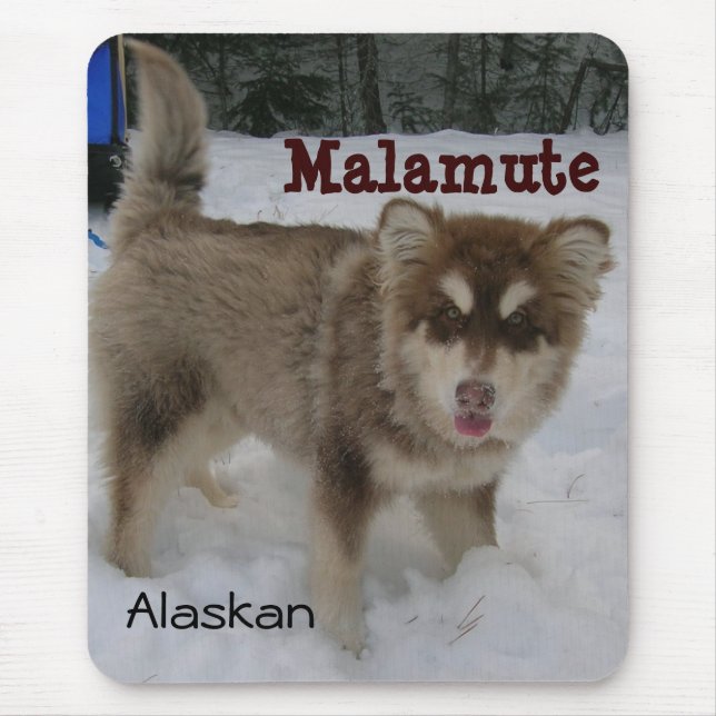 Tapis de souris de Malamute d'Alaska (Devant)