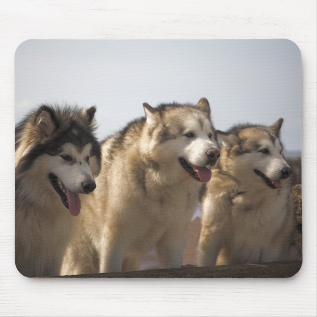 Tapis de souris de Malamutes d'Alaska (Devant)