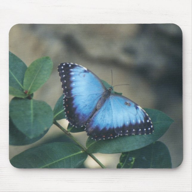 Tapis de souris de papillon (Devant)